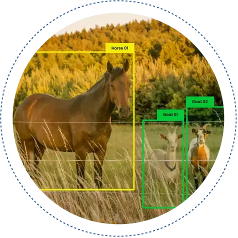 Animal Recognition AI