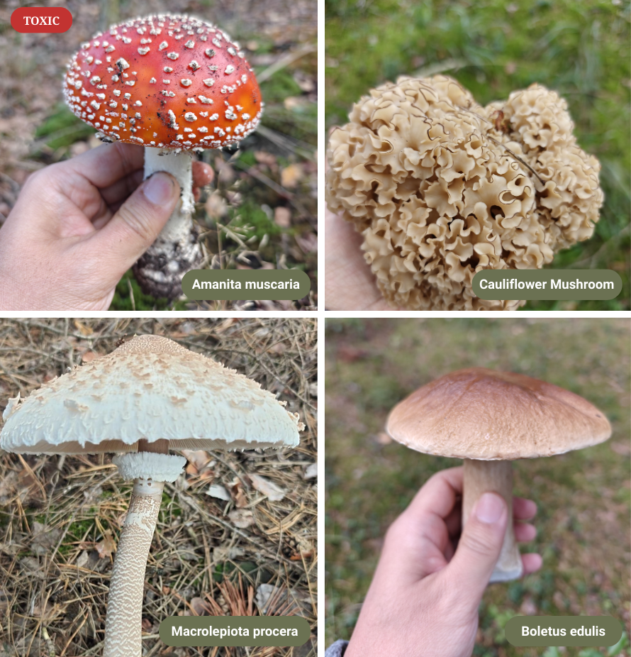 Mushroom Identification screenshot 2